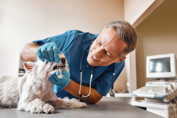 Best Same-Day Emergency Dental Services in New Lexington, OH